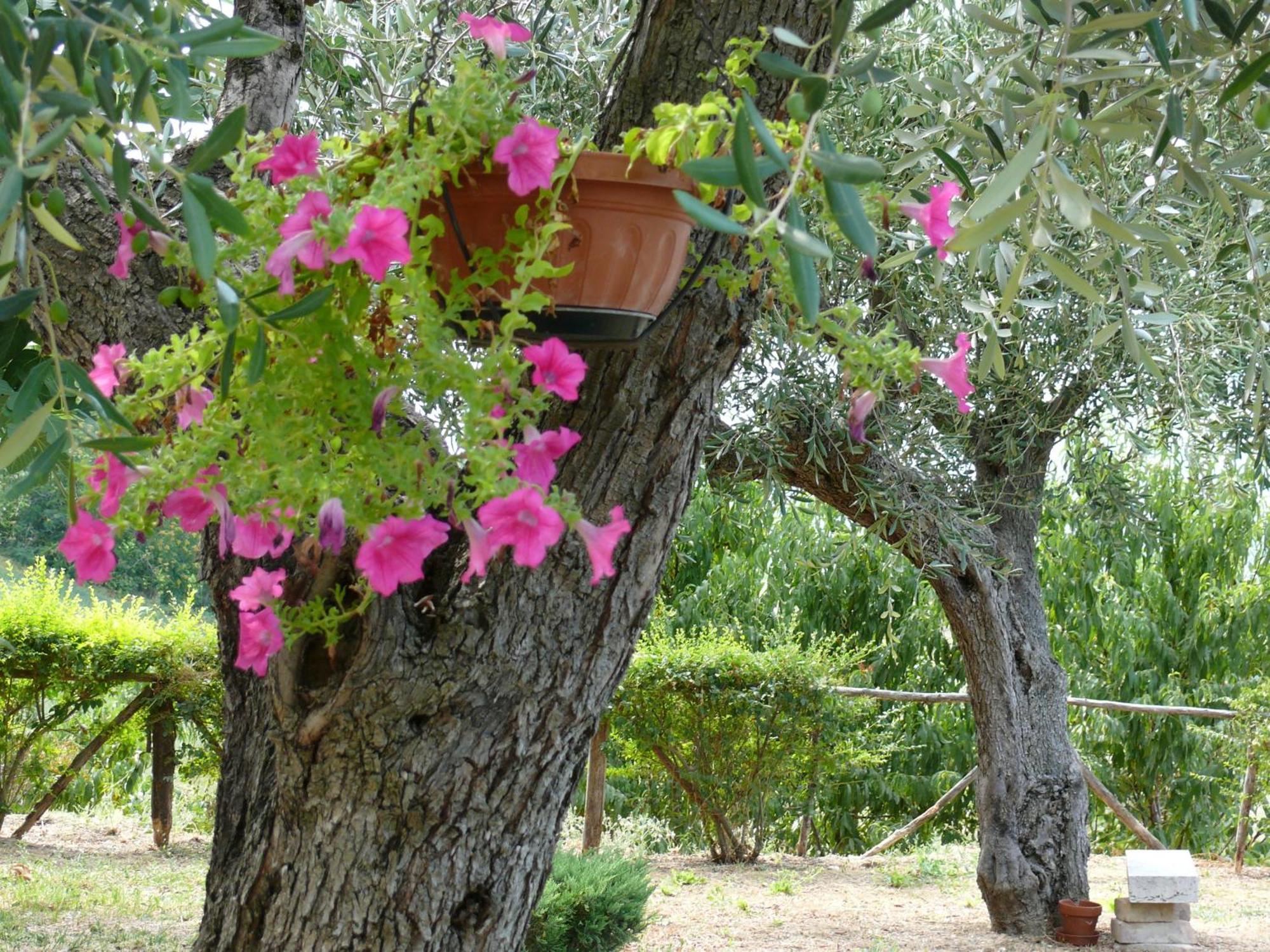 Bed&Breakfast Giardino Agritourist Controguerra Екстер'єр фото